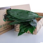 Aspidistra Leaves