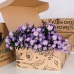 Aster Purple (3)