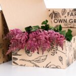 Astilbe Dark Pink (2)