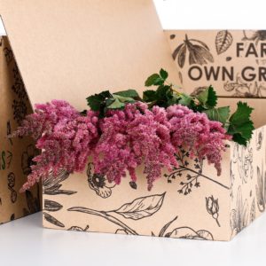 Astilbe Dark Pink
