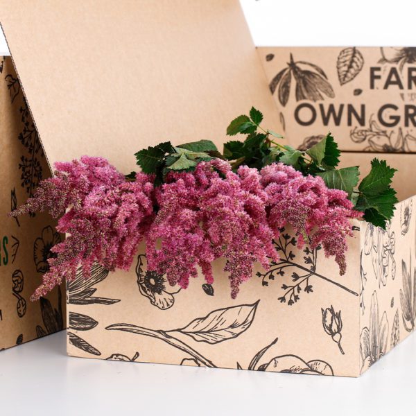 Astilbe Dark Pink