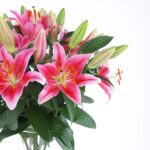 Blooming Lilies (2)