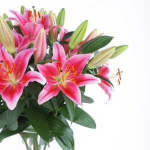 Blooming Lilies in a glass vase by Black Tulip Flowers