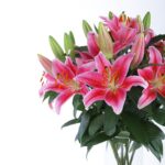 Blooming Lilies (3)