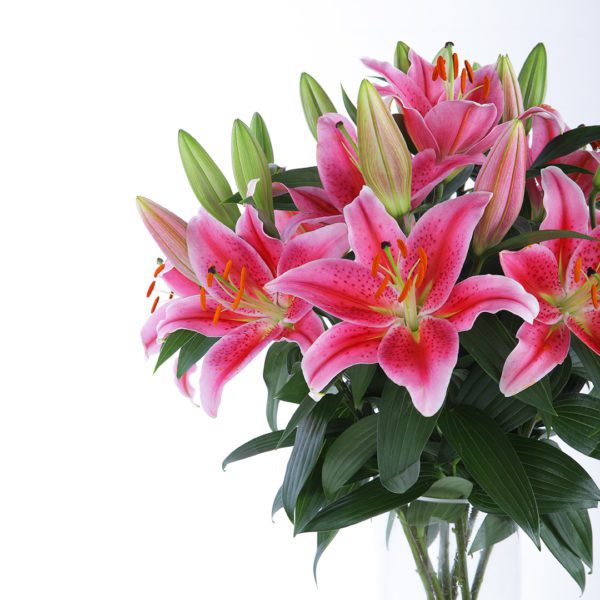 Blooming Lilies in a glass vase by Black Tulip Flowers