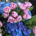 Blue and Purple Tandem (2)