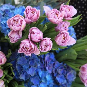 Blue and Purple Tandem by Black Tulip Flowers