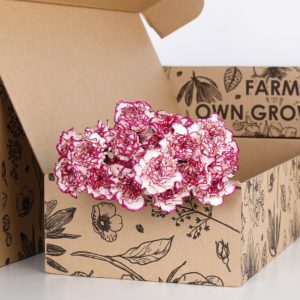 Carnation Purple Double Color