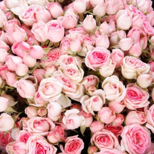 Charming Beauty by Black Tulip Flowers.
