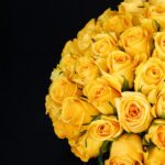 Cheerful Rose (2)