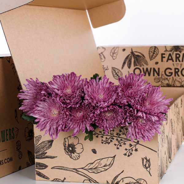 Chrysanthemum Delistar Purple