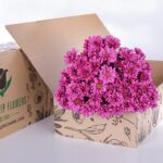 Chrysanthemum Pink (2)