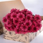Chrysanthemum Red (1)