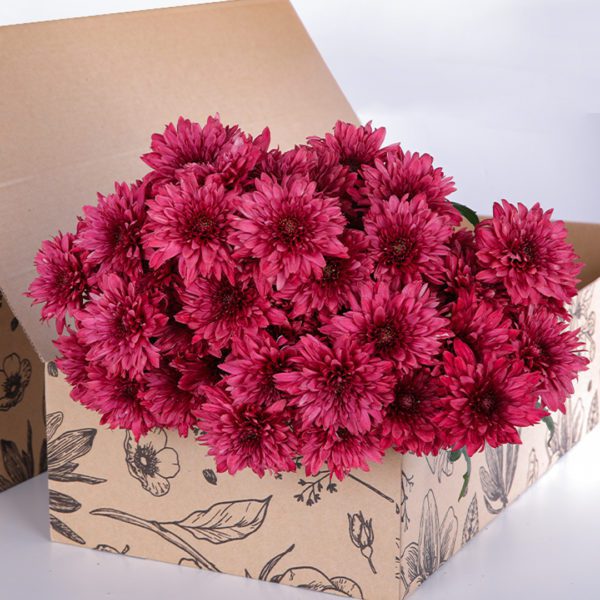 Chrysanthemum Red 1