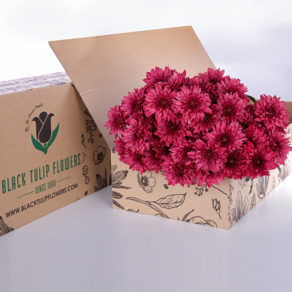 Chrysanthemum Red 2