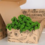 Chrysanthemum Spray Regan Green - 2