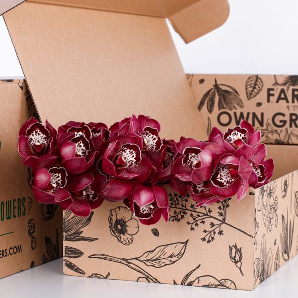 Cymbidium Red