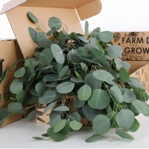 Eucalyptus Poppulus