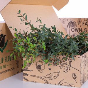 Eucalyptus Purvifolia