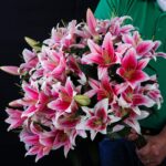 Feminine Lilies (2)