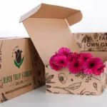 Gerbera Purple (4)
