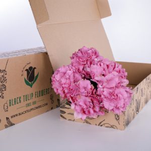 Hydrangea Classic Pink
