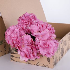 Hydrangea Classic Pink