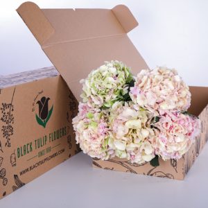 Hydrangea Peach