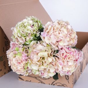 Hydrangea Peach