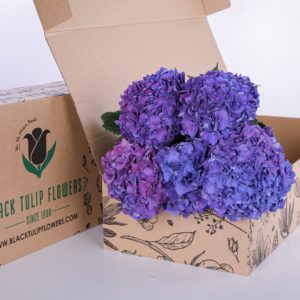 Hydrangea Purple