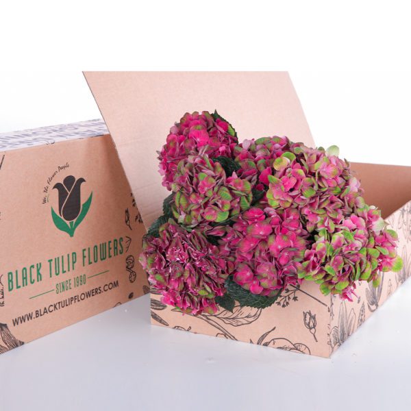 Hydrangea Red with Green
