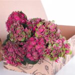 Hydrangea Red with Green 02