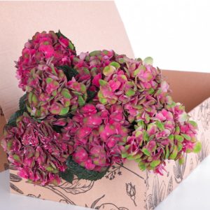 Hydrangea Red with Green
