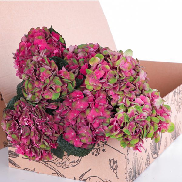 Hydrangea Red with Green