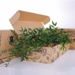 Italian Ruscus (2)
