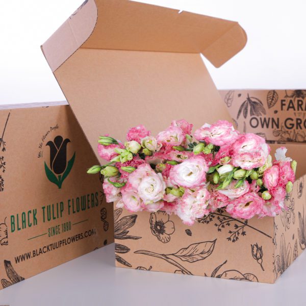 Lisianthus Pink with White
