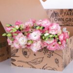 Lisianthus Pink with White (2)