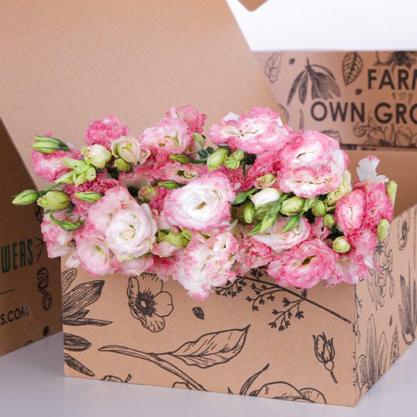 Lisianthus Pink with White