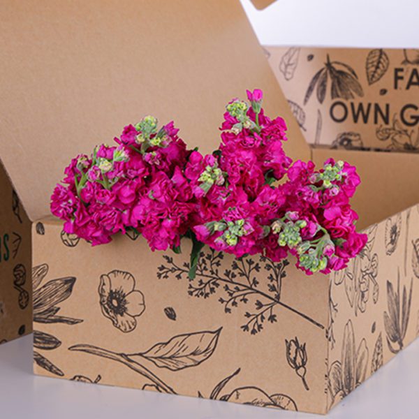 Matthiola Dark Pink