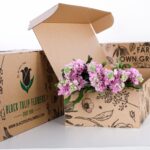 Matthiola Light Pink 01