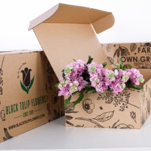Matthiola Light Pink
