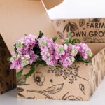 Matthiola Light Pink 02