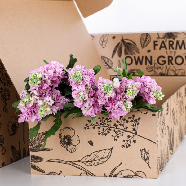 Matthiola Light Pink