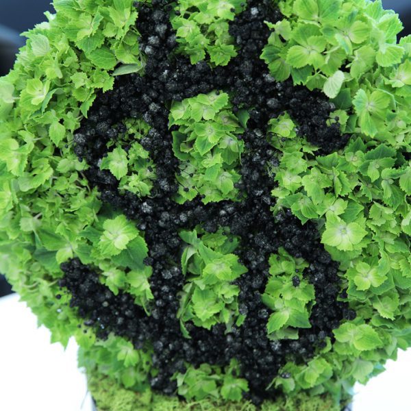 Money Inspired Box by Black Tulip Flowers