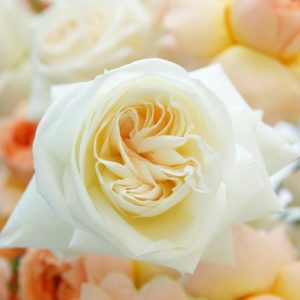 Noble Peach flower arrangement by Black Tulip Flowers