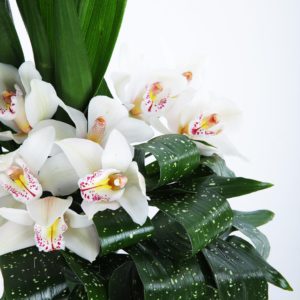 Orchid Duo flower arrangement by Black Tulip Flowers
