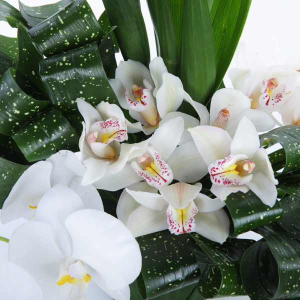 Orchid Duo flower arrangement by Black Tulip Flowers