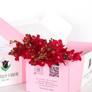 Orchids Mokara - Red