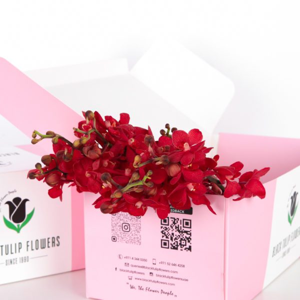 Orchids Mokara - Red