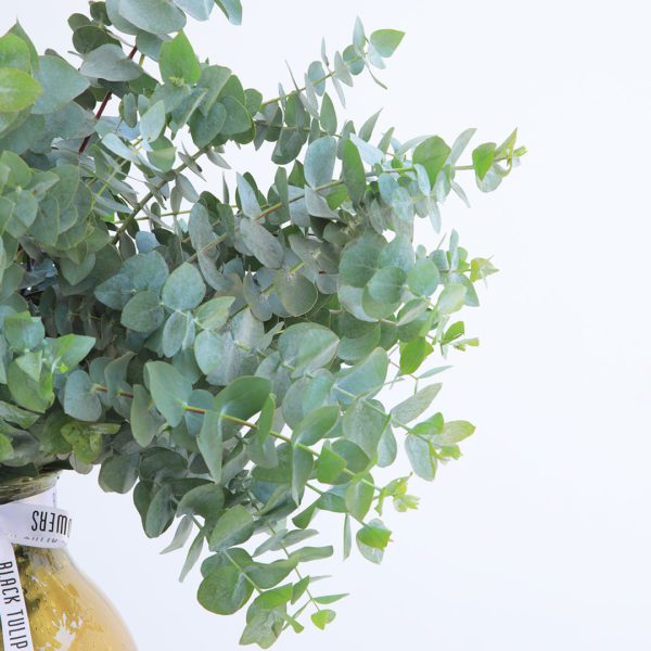 Pure Eucalyptus Leaves by Black Tulip Flowers